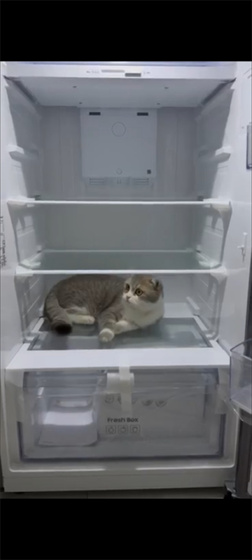 Tủ lạnh Samsung Inverter 305 lít RT31CG5424B1SV 31 Tủ lạnh Samsung Inverter 305 lít RT31CG5424B1SV